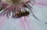insects (43).jpg - 